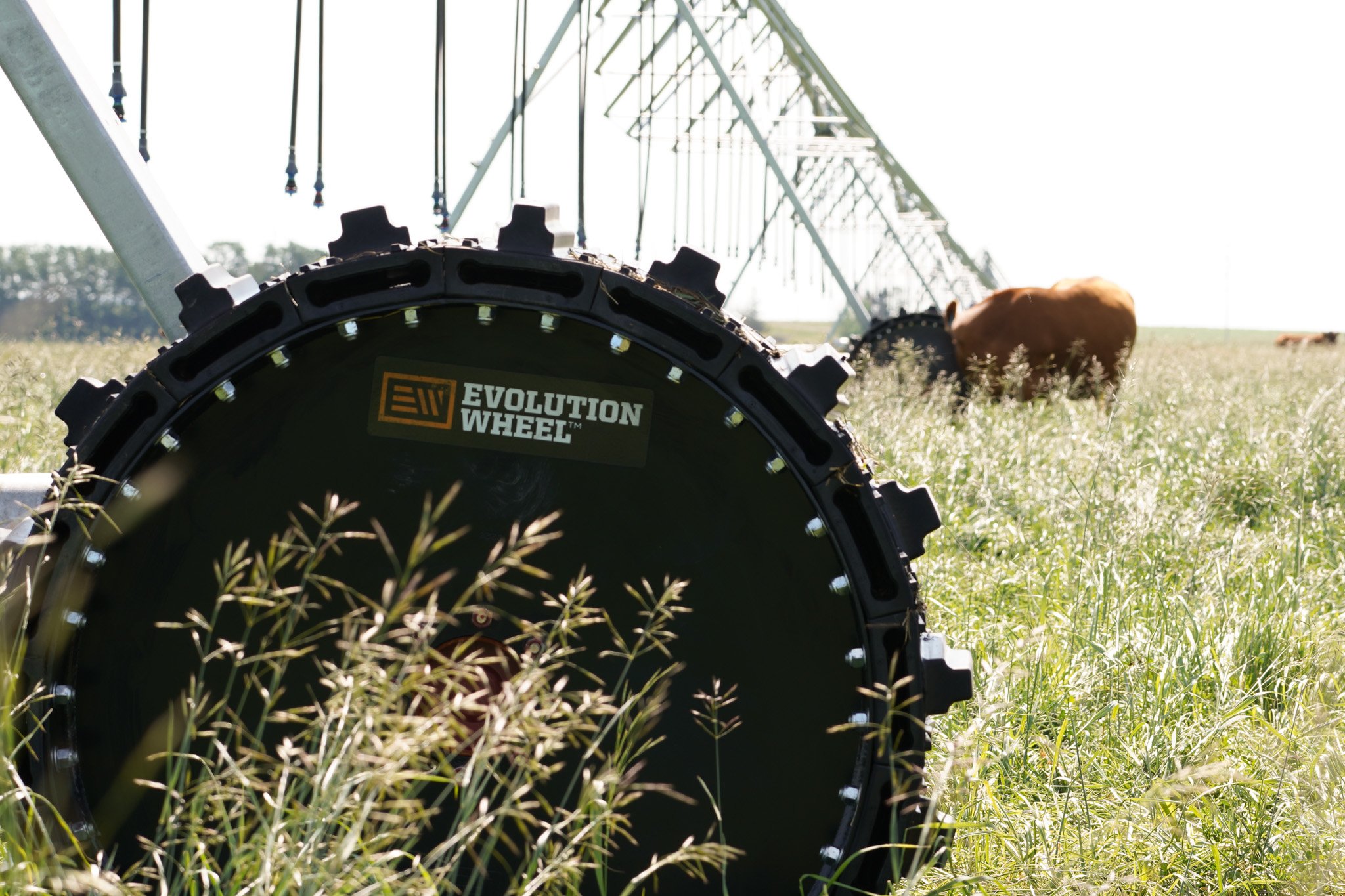 This image shows our EWRS-PIVOT tires on a Reinke irrigation system, in a field with cows. 